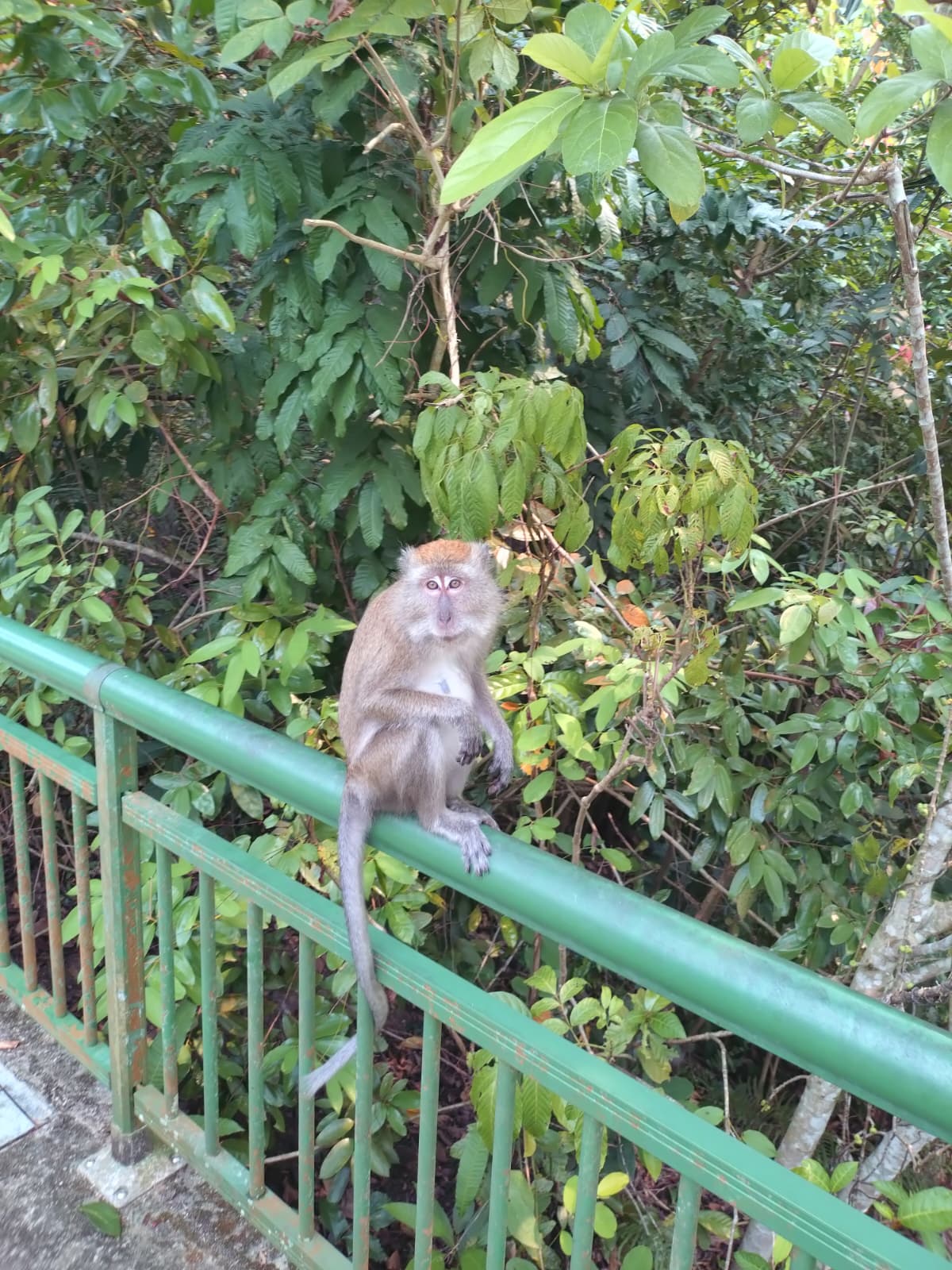 A monkey