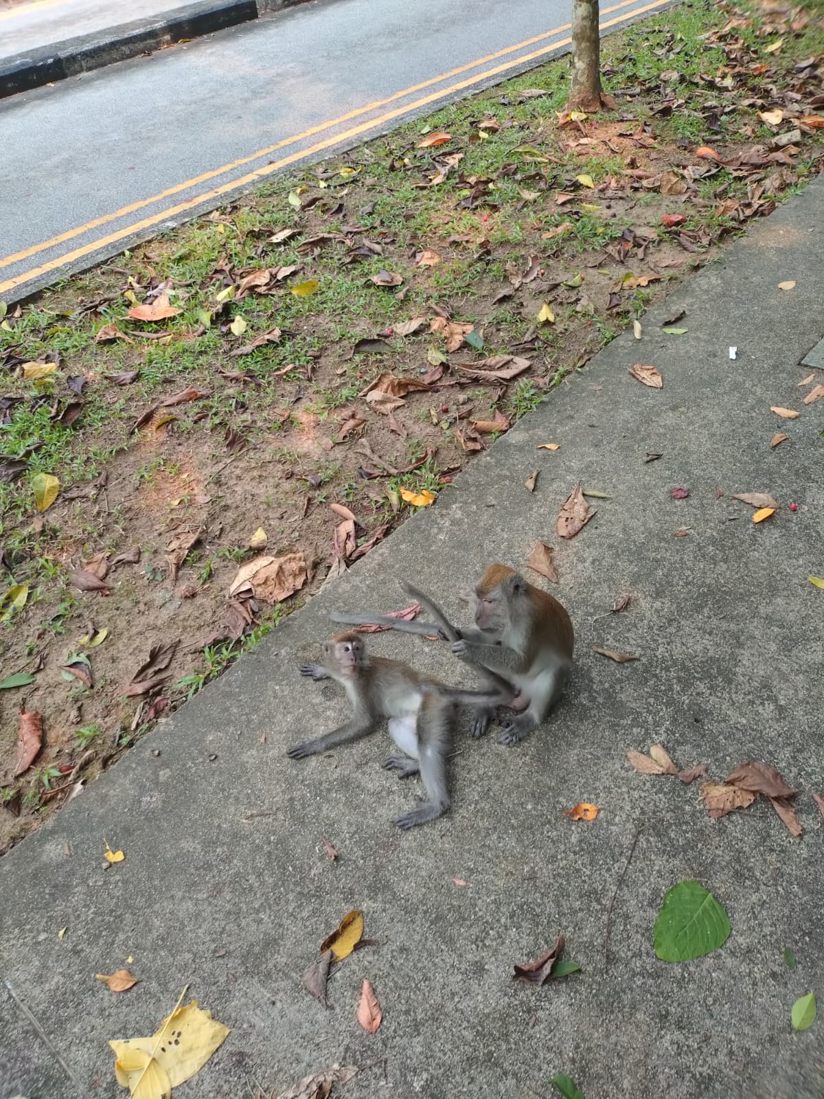 Two monkeys