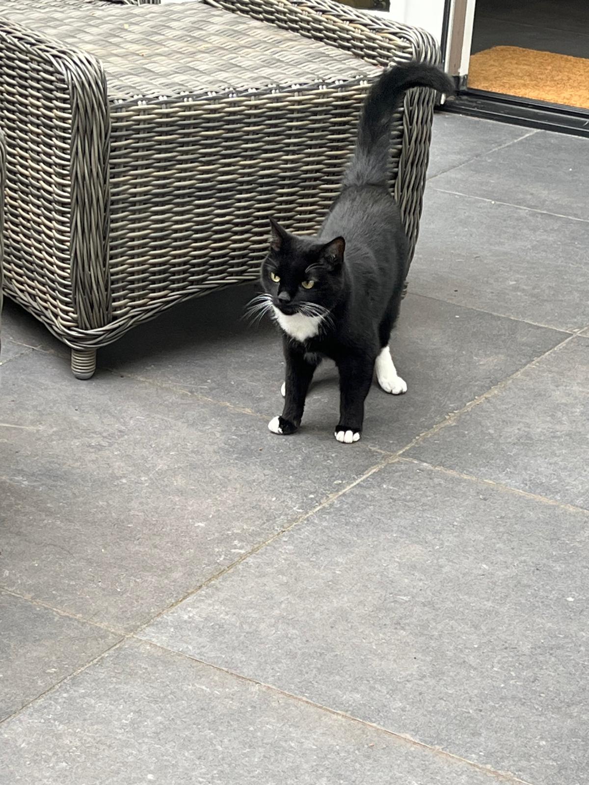 Poekie ready for a stroll