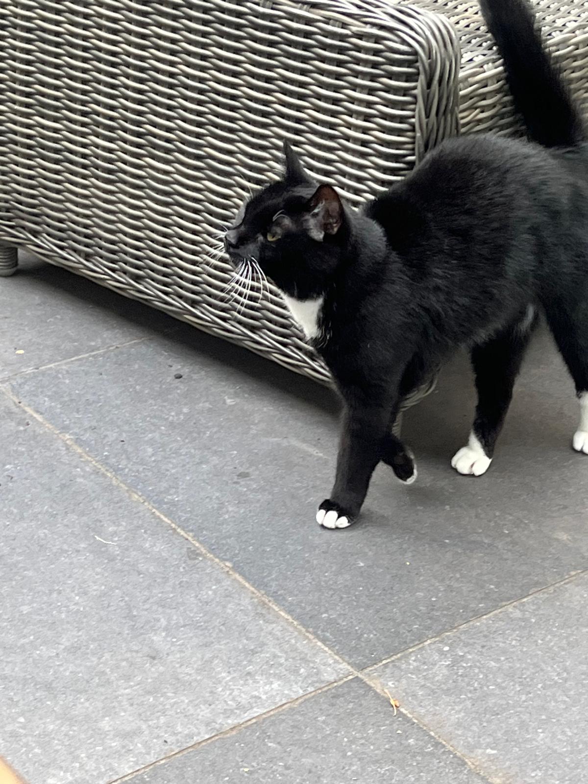 Poekie strolling
