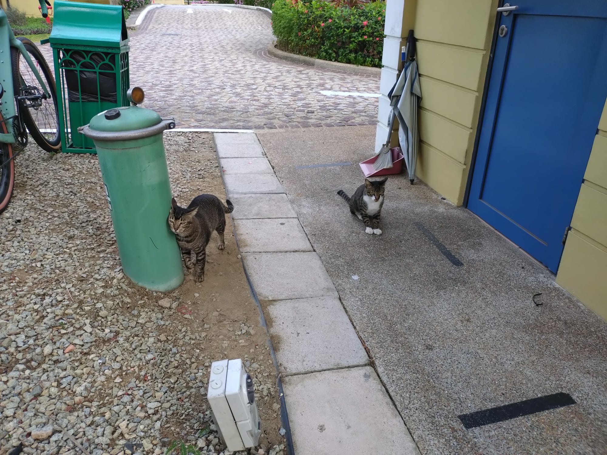 Cats 1