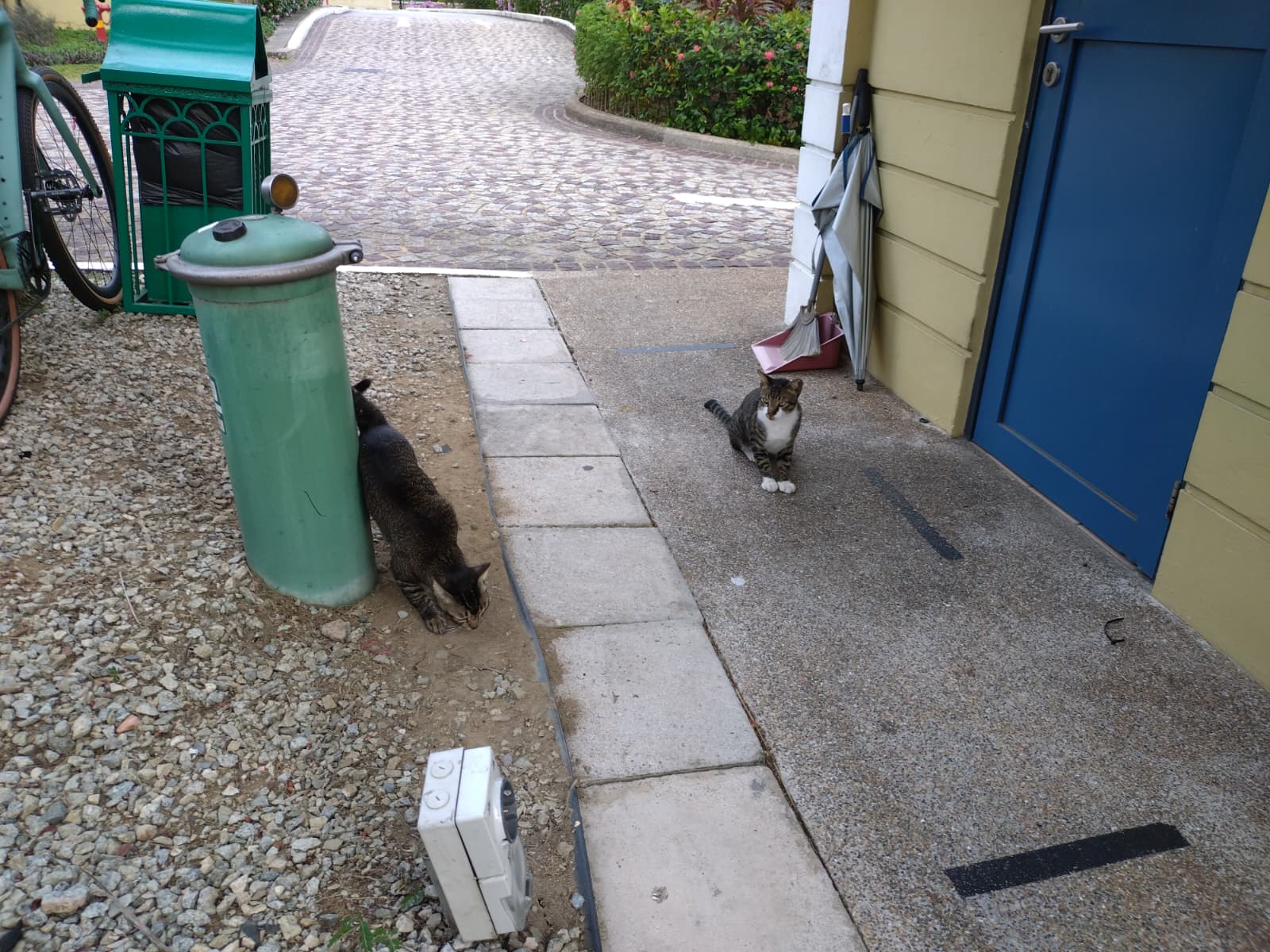 Cats 2