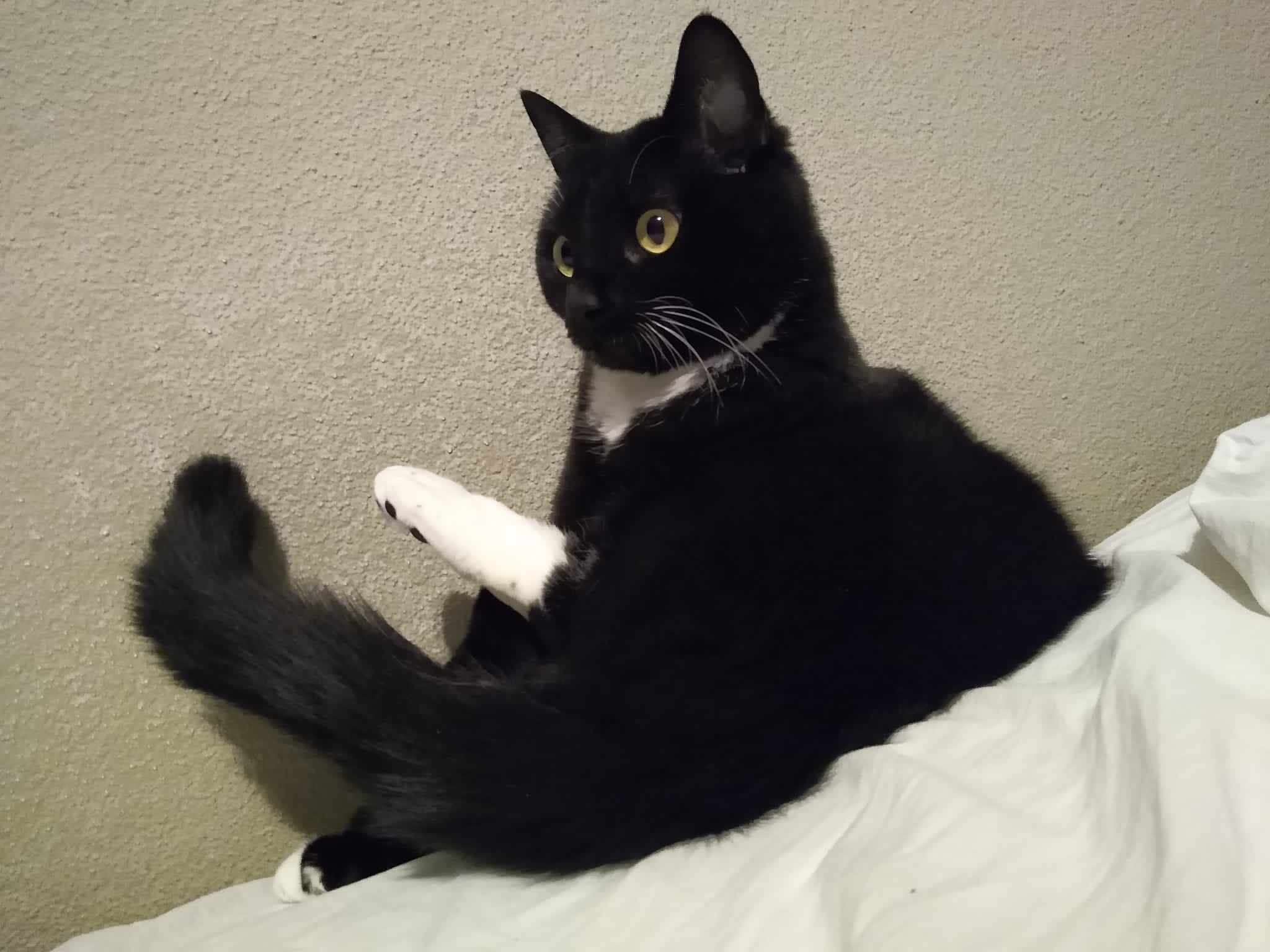 Curious Poekie.