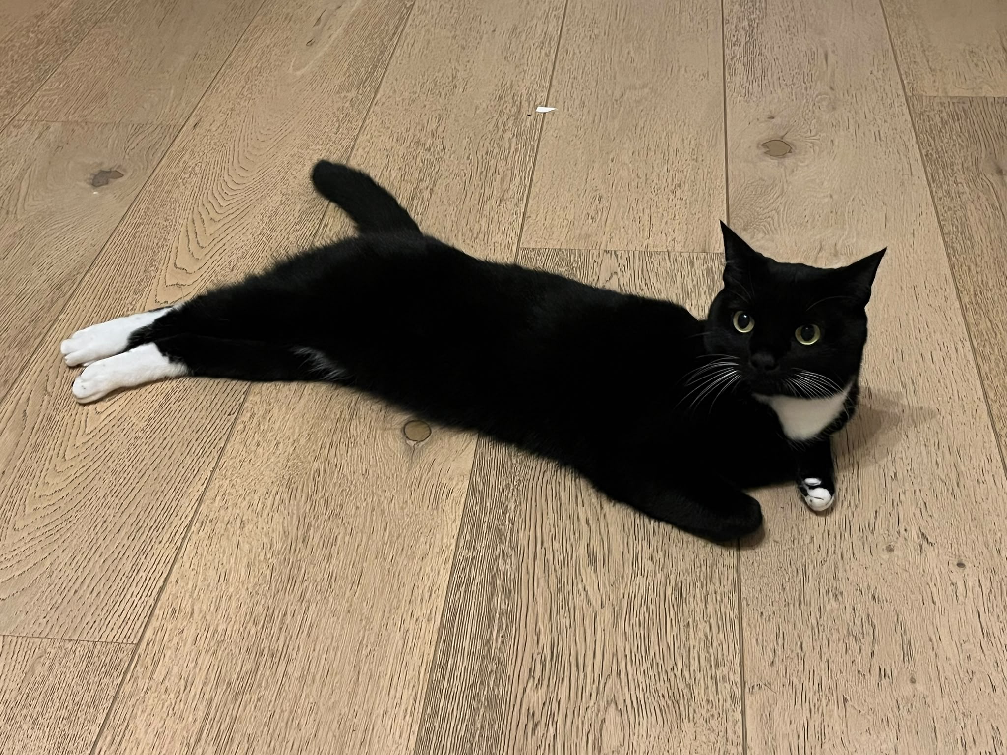 Curious Poekie.