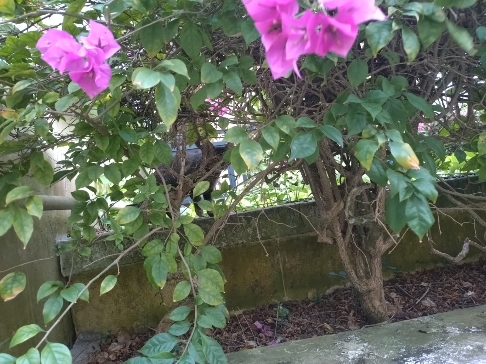 The Cat Hidden